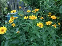 CIMG2901.webp