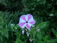 CIMG2902.webp