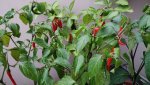 IMG-20160707-WA0006.jpg