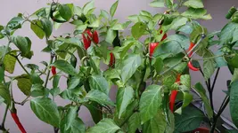 IMG-20160707-WA0006.webp