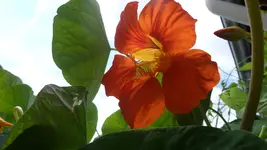 SAM_0994.webp