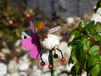 P1040356.webp