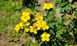 strauch.fingerkraut_0001.webp