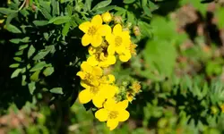 strauch.fingerkraut_0002.webp