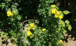 strauch.fingerkraut_0004.webp