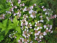 004.webp