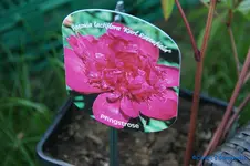 comp_DSC05387.webp