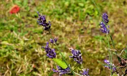 lavandula.angustifolia_0001.webp
