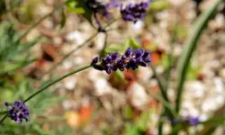 lavandula.angustifolia_0002.webp