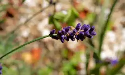 lavandula.angustifolia_0003.webp