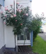 rose_blüht.webp