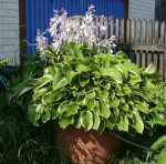 Hosta.jpg