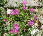 Delo.webp