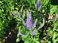 IMG_4986.webp