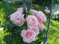 IMG_4992.webp
