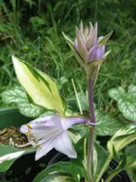 009_576x768.webp