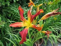 ferris wheel 1_1024x768.webp