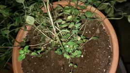 IMAG0001.webp