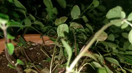 IMAG0002.webp