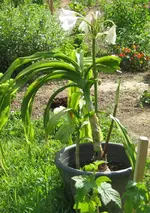 unknown.webp