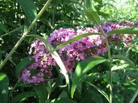IMG_4996.webp