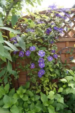 _DSC0691.webp