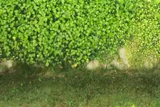 garten_0010.webp