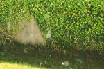 garten_0012.jpg