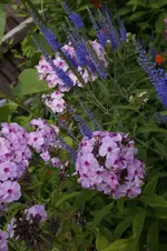 _DSC0710.webp