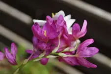 _DSC0720.webp