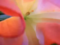 ET Makro2.webp