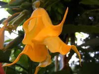 Glöckchen mit Röckchen.webp