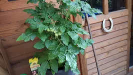 20160710_114034-1.webp