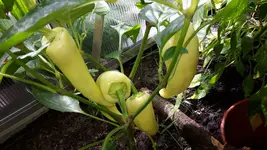20160710_113952-1.webp
