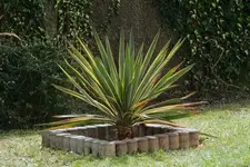 yucca.gloriosa.variegata_0011.jpg