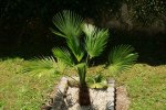 trachycarpus.wagnerianus.gross_0028.jpg