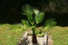 trachycarpus.wagnerianus.gross_0028.webp