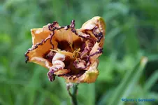 Imprint of Pleasure.webp