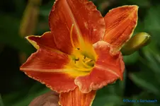 Princton Paprika.webp