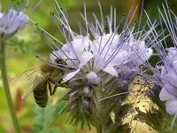 IMGP9469a.jpg