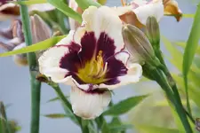 Celebration of Angels.webp