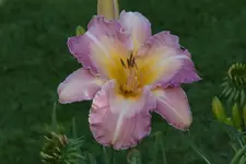 Mavis Gift.webp