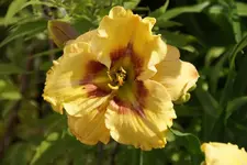 Ornamental Focus.webp