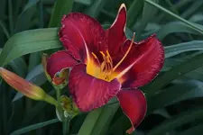 Smlg Heart.webp