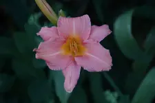 unbekannt1.webp