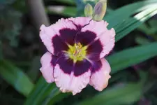 Blackberries and Cream.webp