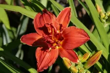 Double Firecracker.webp