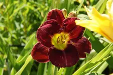 Liza_s Cabaret.webp
