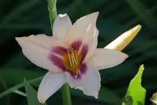 Prarie Charmer.webp