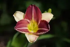 Russel Bicolor.webp
